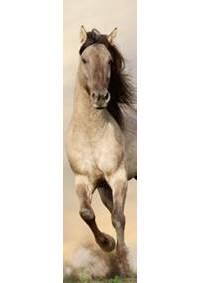 Kniha 3D záložka - Kôň (Stallion)