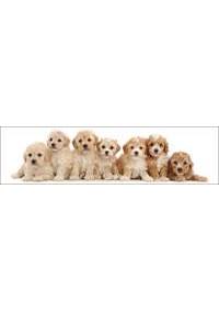 Kniha 3D záložka - Seven puppies