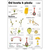 Kniha Od kvetu k plodu I. diel (A4) - Tabuľka