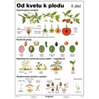 Kniha Od kvetu k plodu II. diel (A4) - Tabuľka