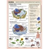 Stavba bunky (A4) - Tabuľka