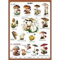 Huby - tabuľka A5