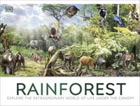 Kniha Rainforest